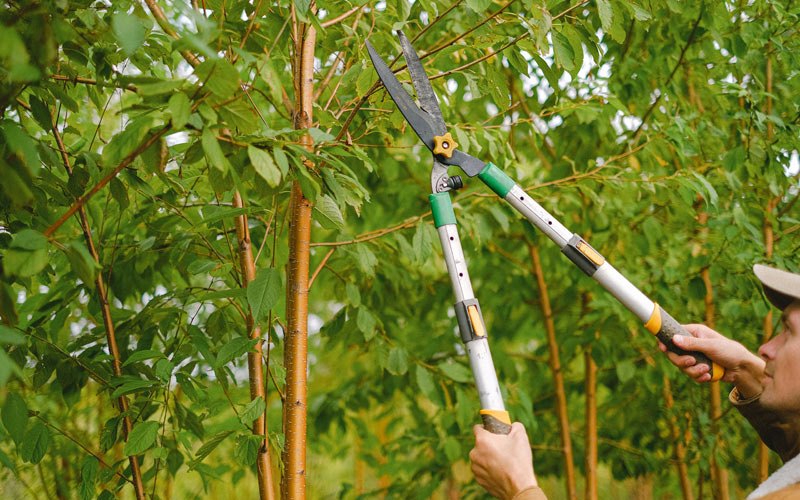 Tree trimming in Auburndale, WI
